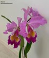 Cattleya Eva's Fabula Gloriosa (dowiana x gaskelliana).